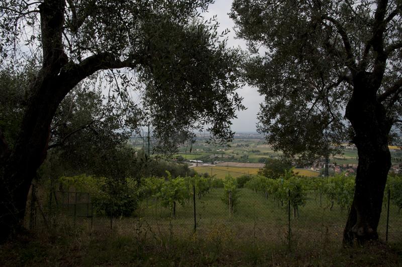 Agriturismo La Grotta San Giuliano Terme Exteriér fotografie